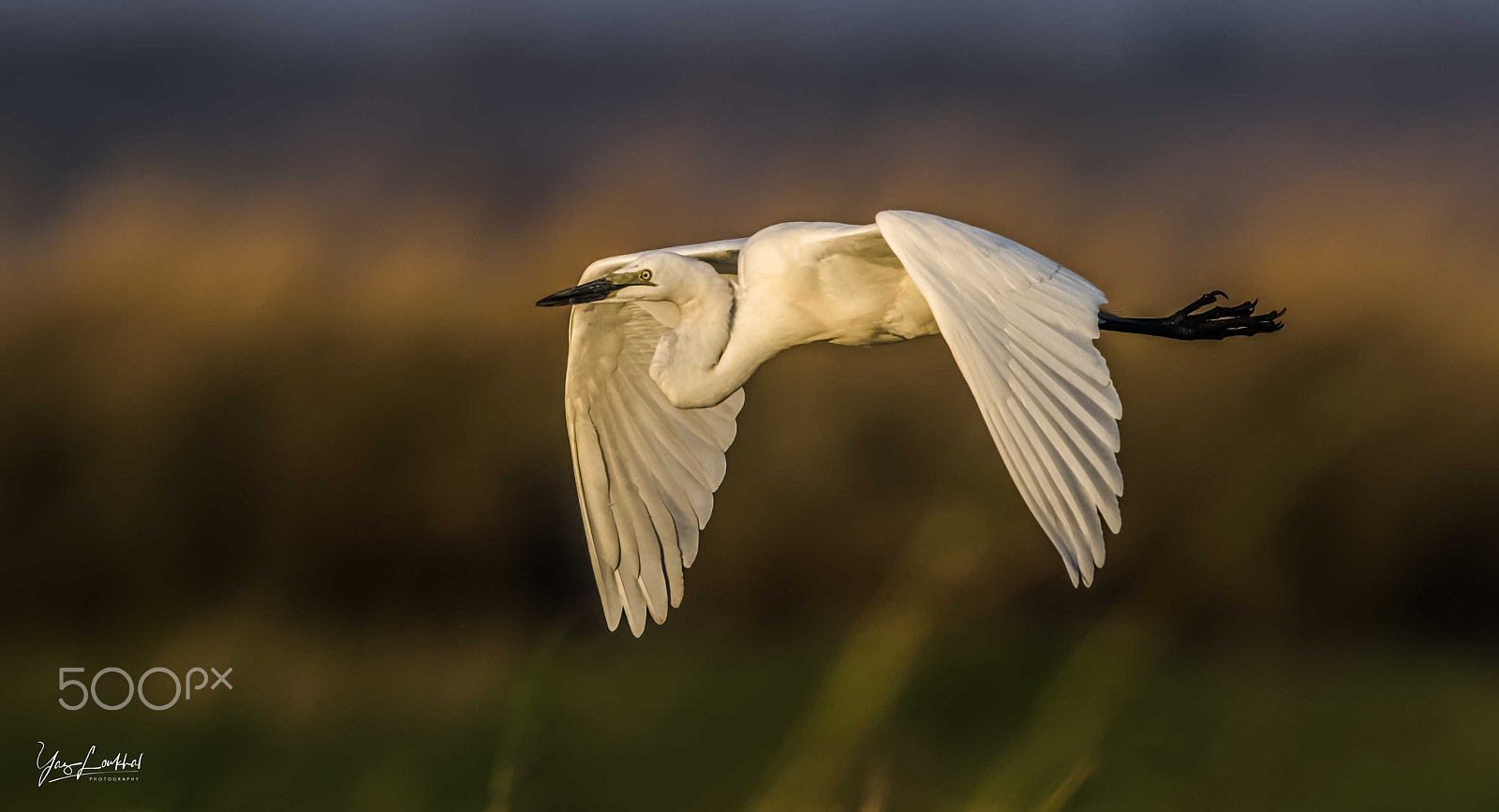 Nikon D810 sample photo. Giant egret in flight photography