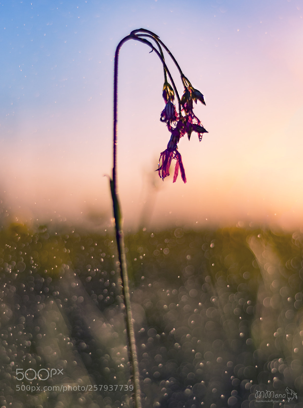 Canon EOS 7D Mark II sample photo. Flower photography