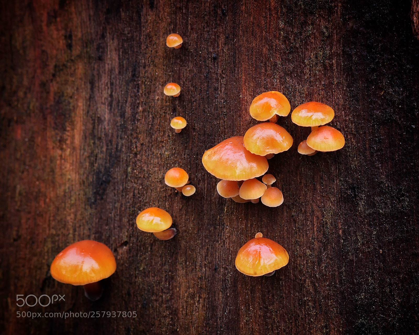 Canon EOS 50D sample photo. Orange mushrooms photography
