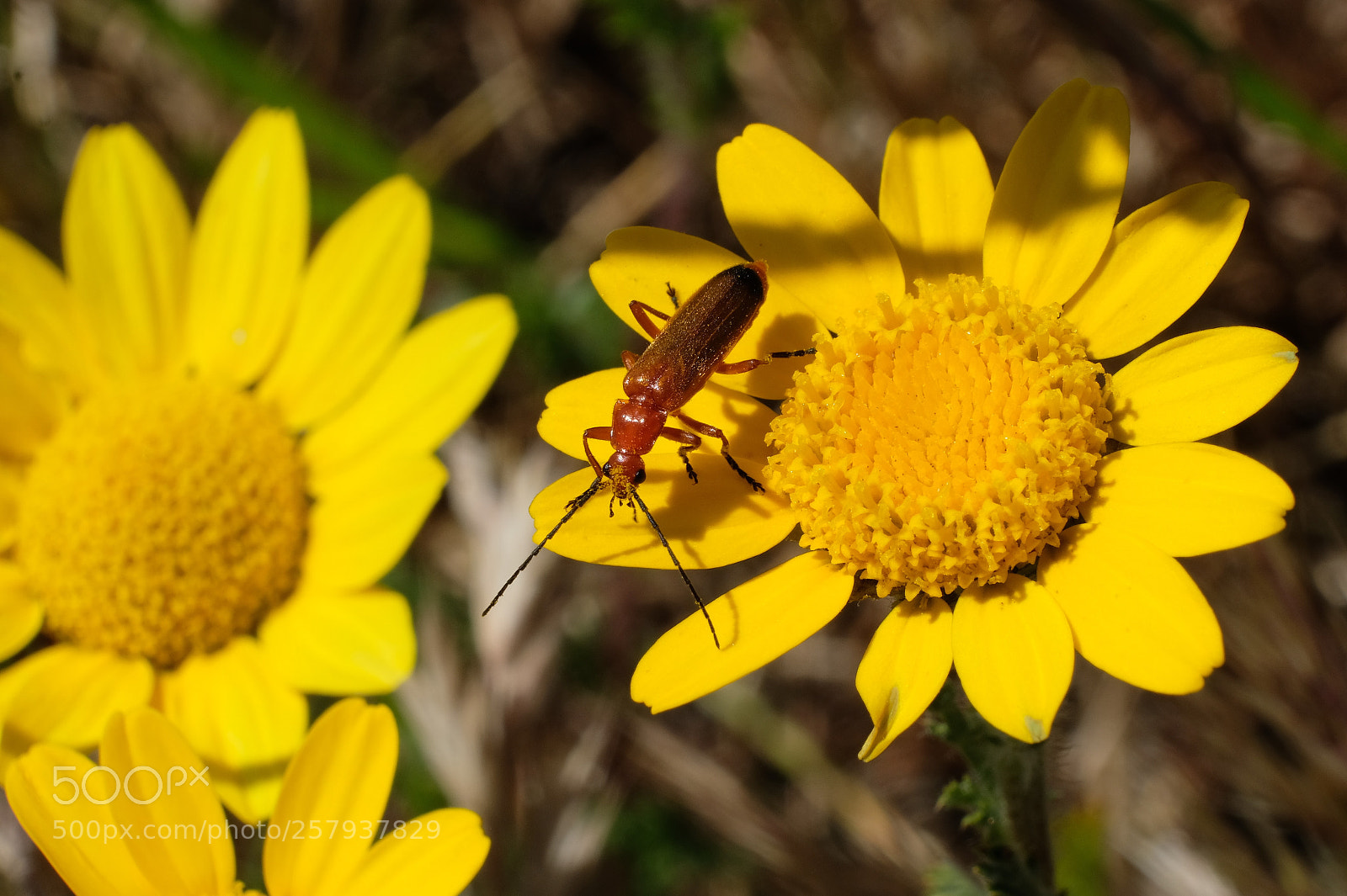 Fujifilm X-T2 sample photo. Yellow photography