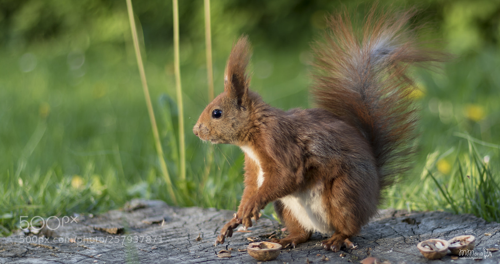 Canon EOS 7D Mark II sample photo. Squirrel photography