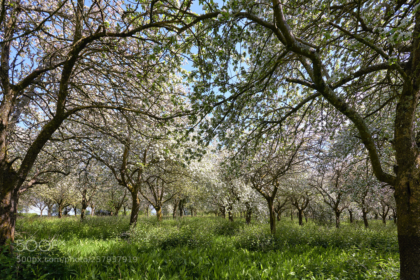 Nikon D800 sample photo. The orchard photography