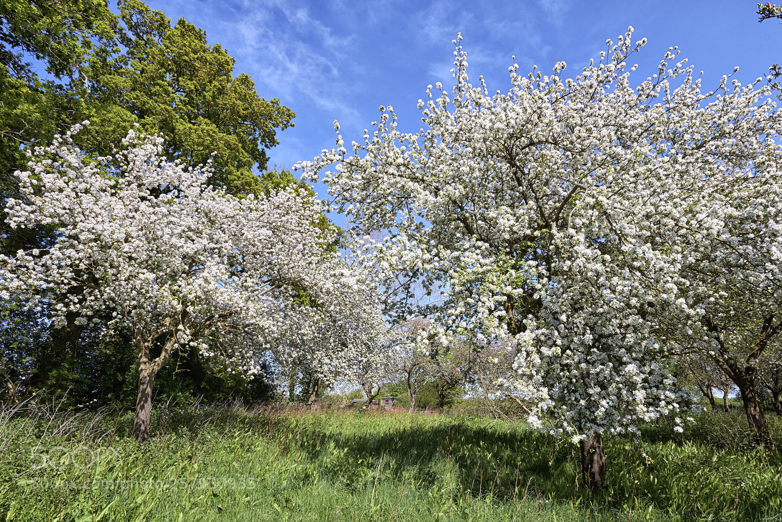 Nikon D800 sample photo. Apple blossom photography