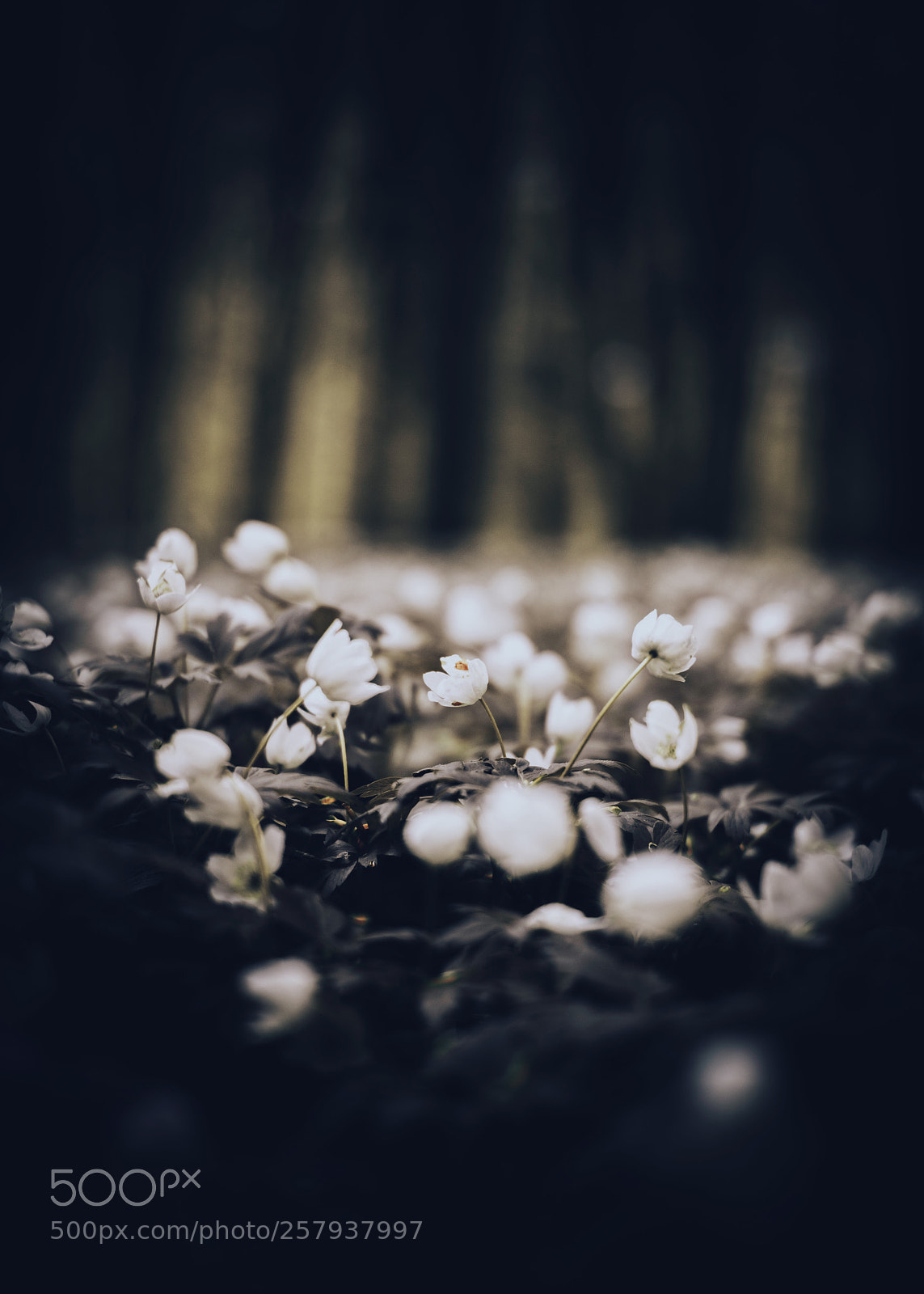 Fujifilm X-T2 sample photo. Anemones photography