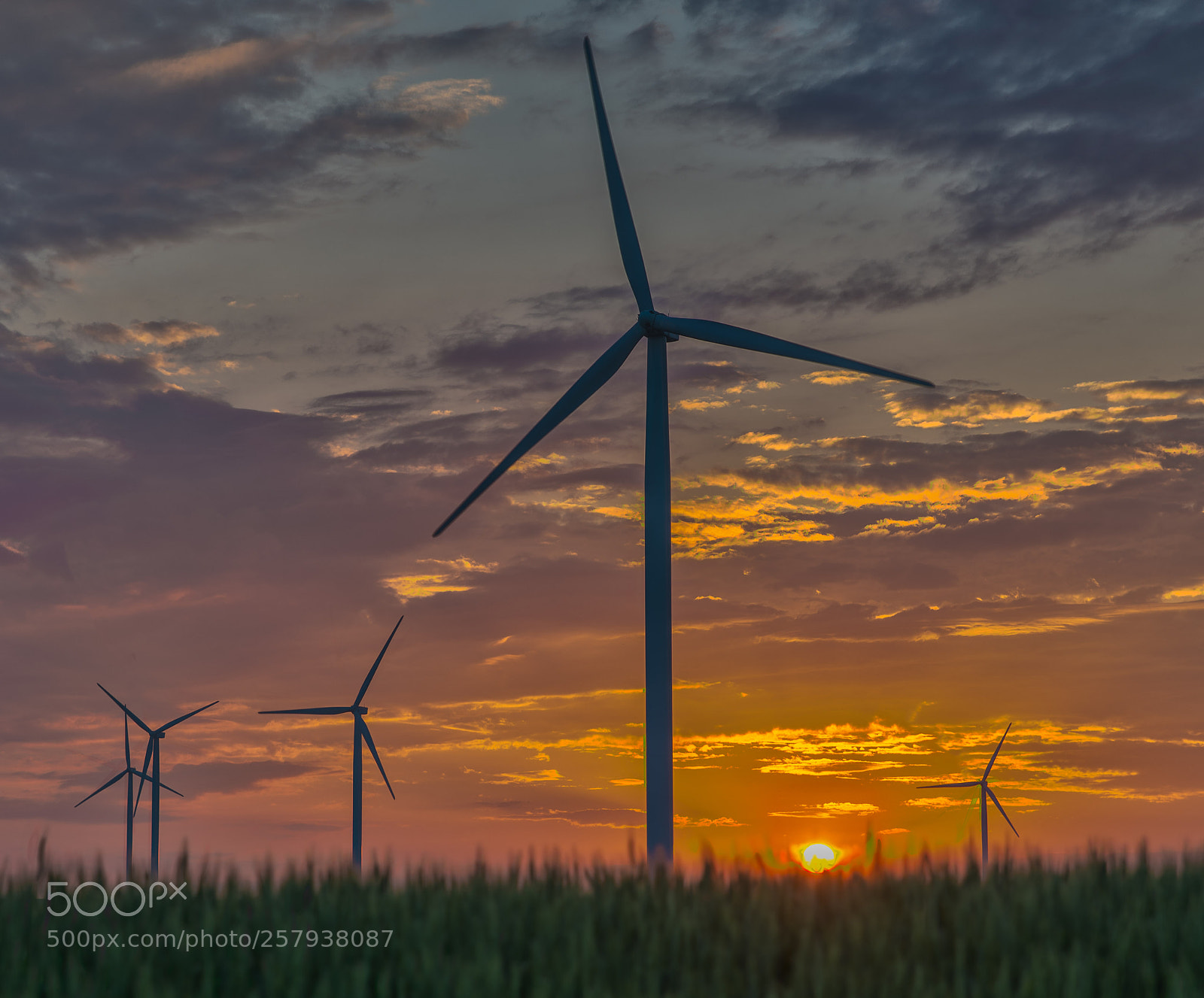 Nikon D610 sample photo. Golden wind farm photography