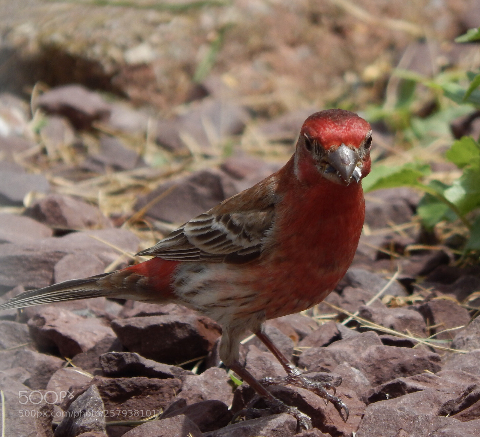 Nikon Coolpix L820 sample photo. House finch feeding photography