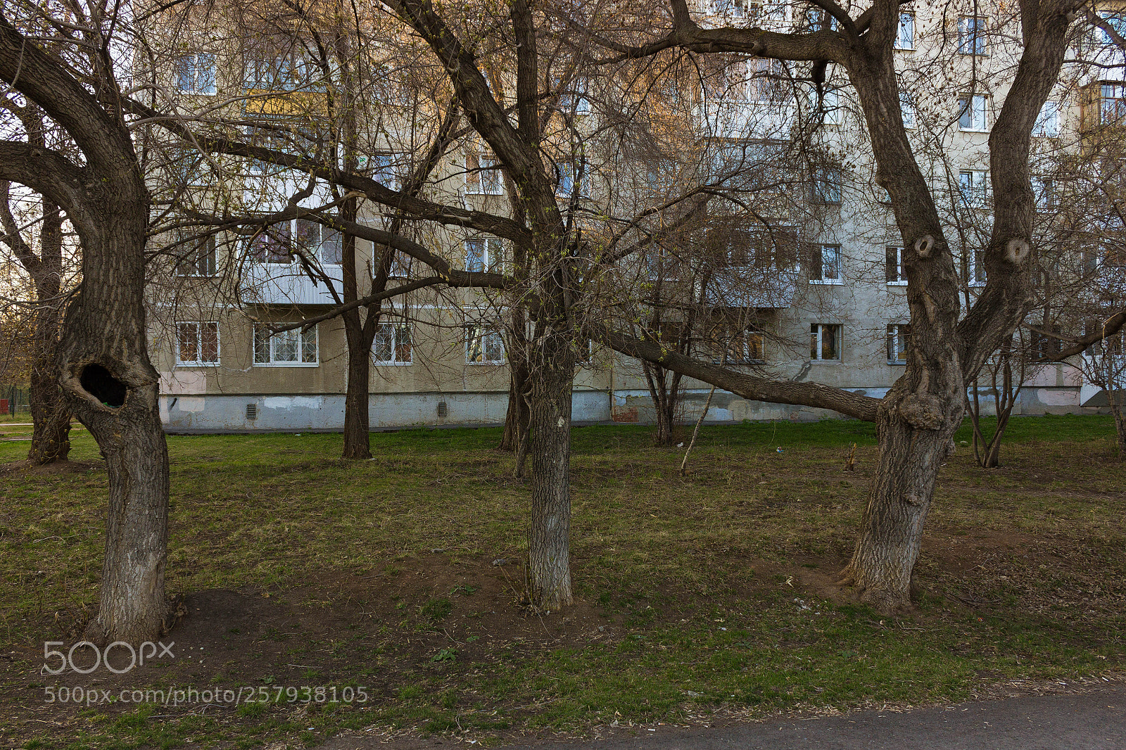 Canon EOS 600D (Rebel EOS T3i / EOS Kiss X5) sample photo. These screaming trees photography