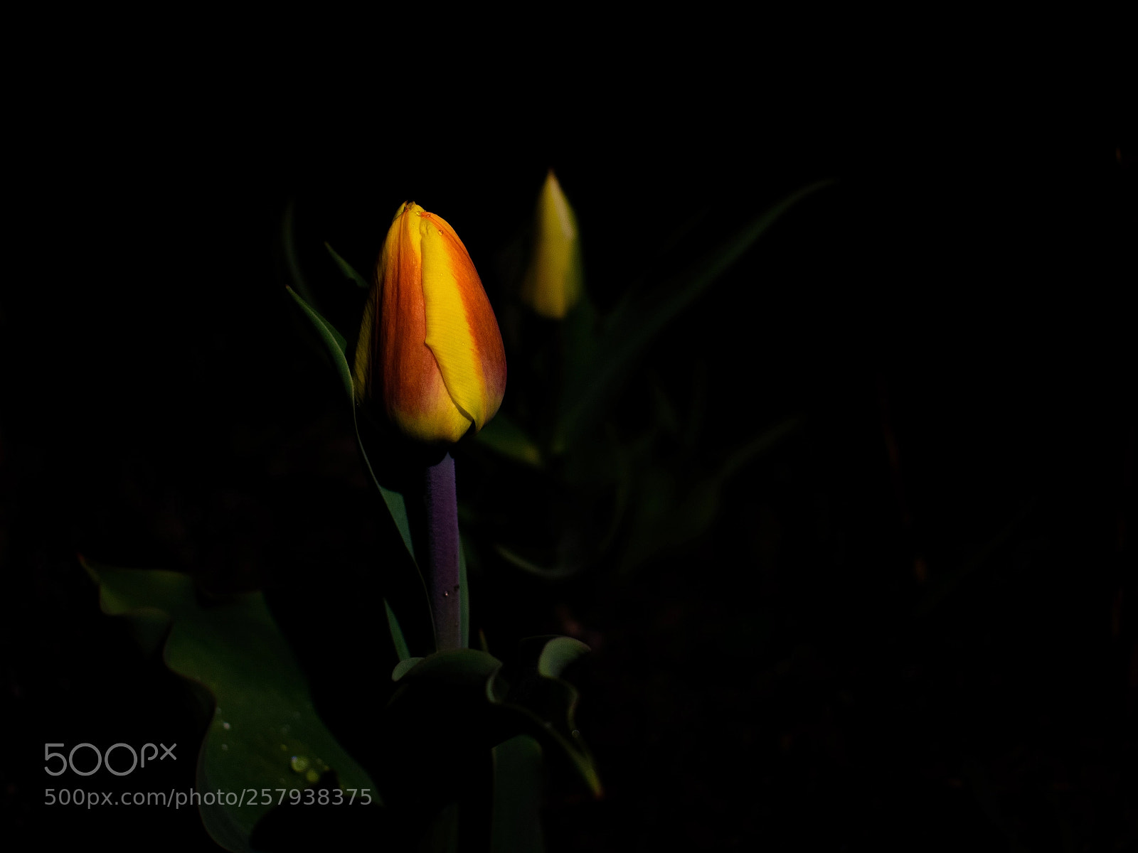 Nikon D3400 sample photo. Colors of the night photography