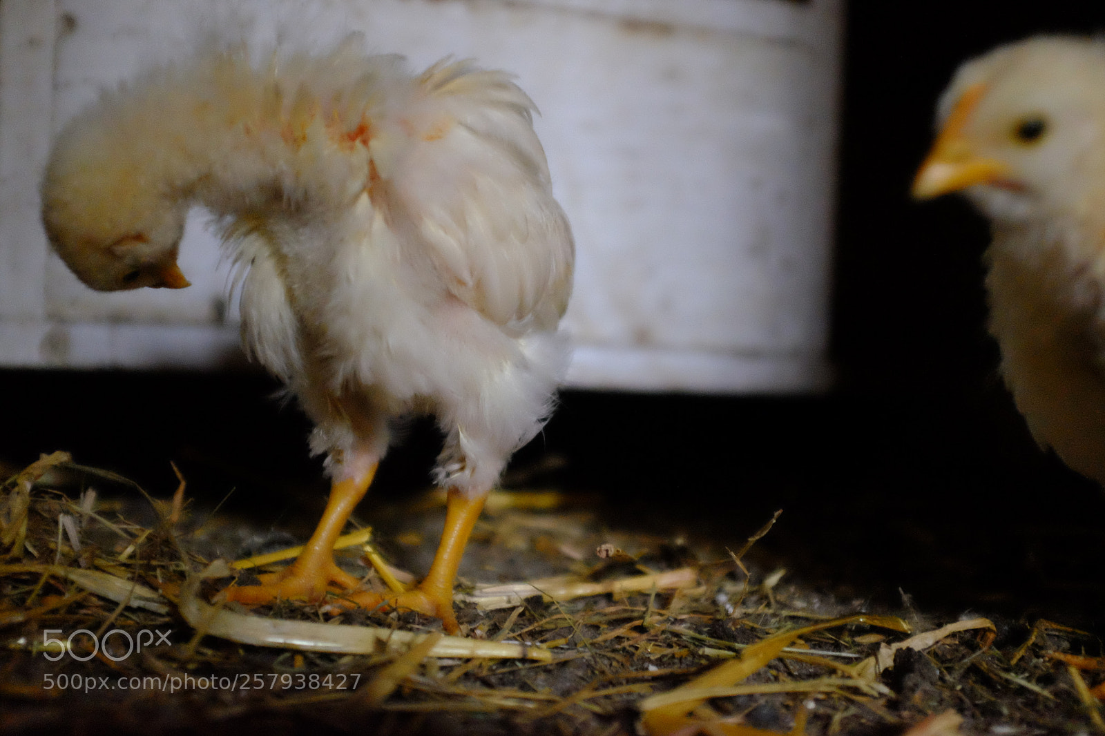 Fujifilm X100T sample photo. Clean chicken photography
