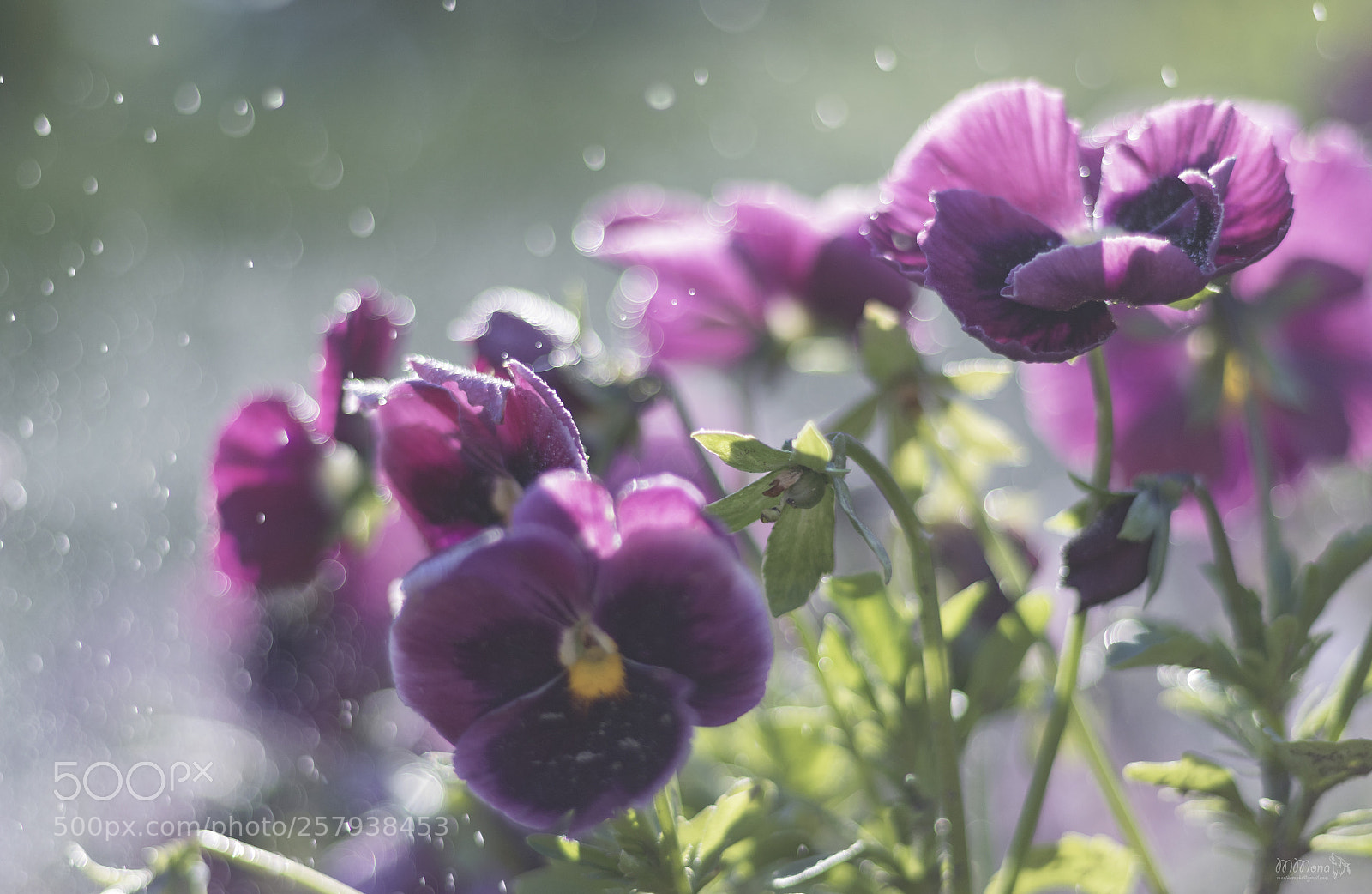 Canon EOS 7D Mark II sample photo. Flower photography