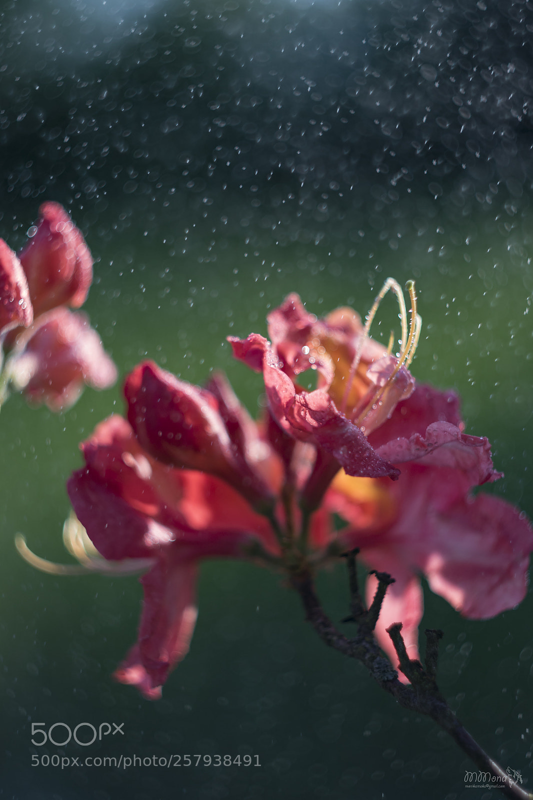 Canon EOS 7D Mark II sample photo. Flower photography