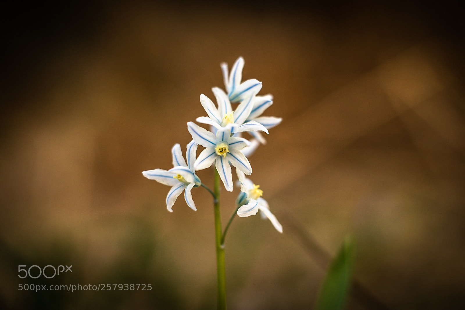 Sony a7R sample photo. Nature  photography