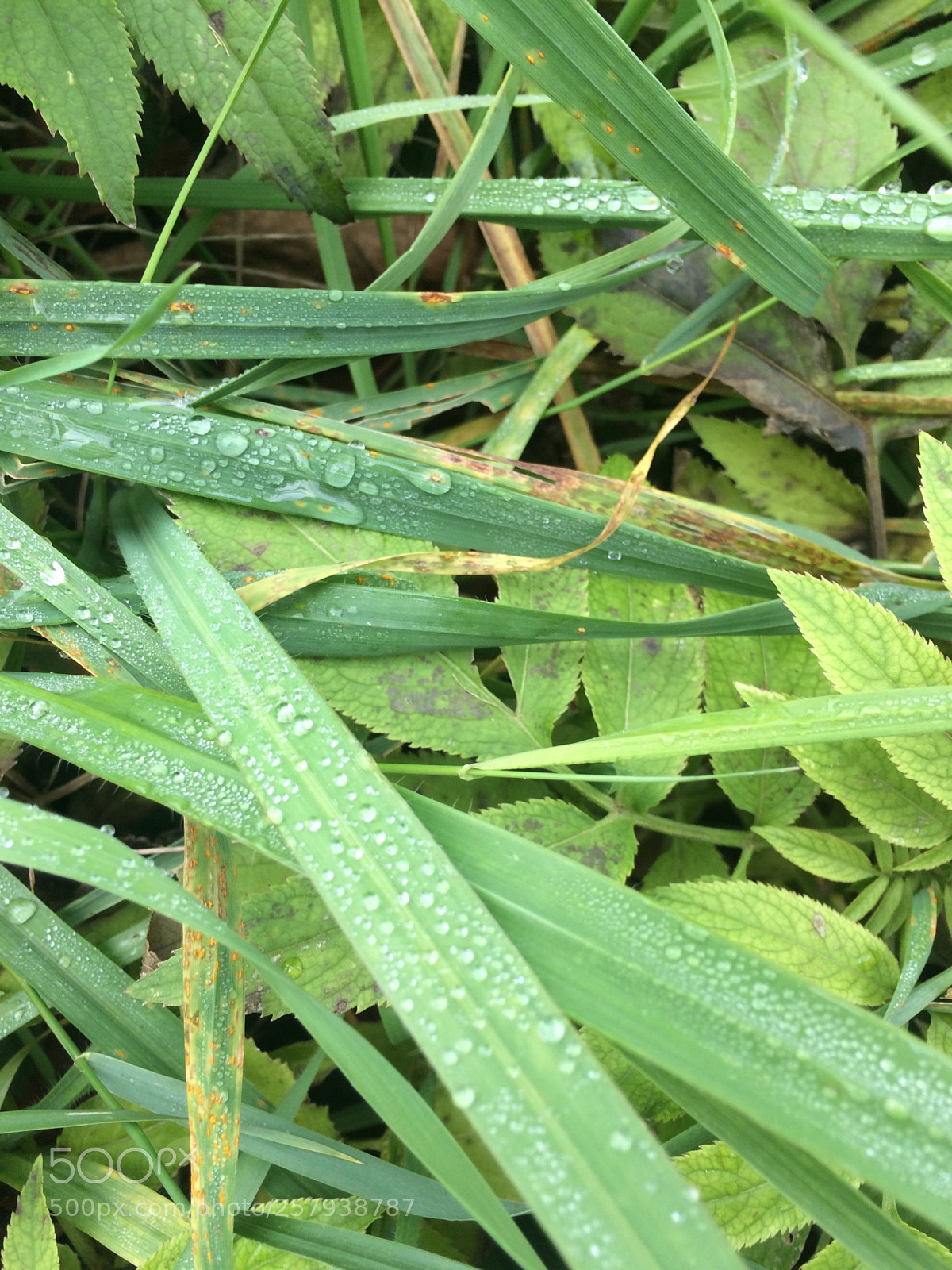 Apple iPhone 5s sample photo. Drops photography