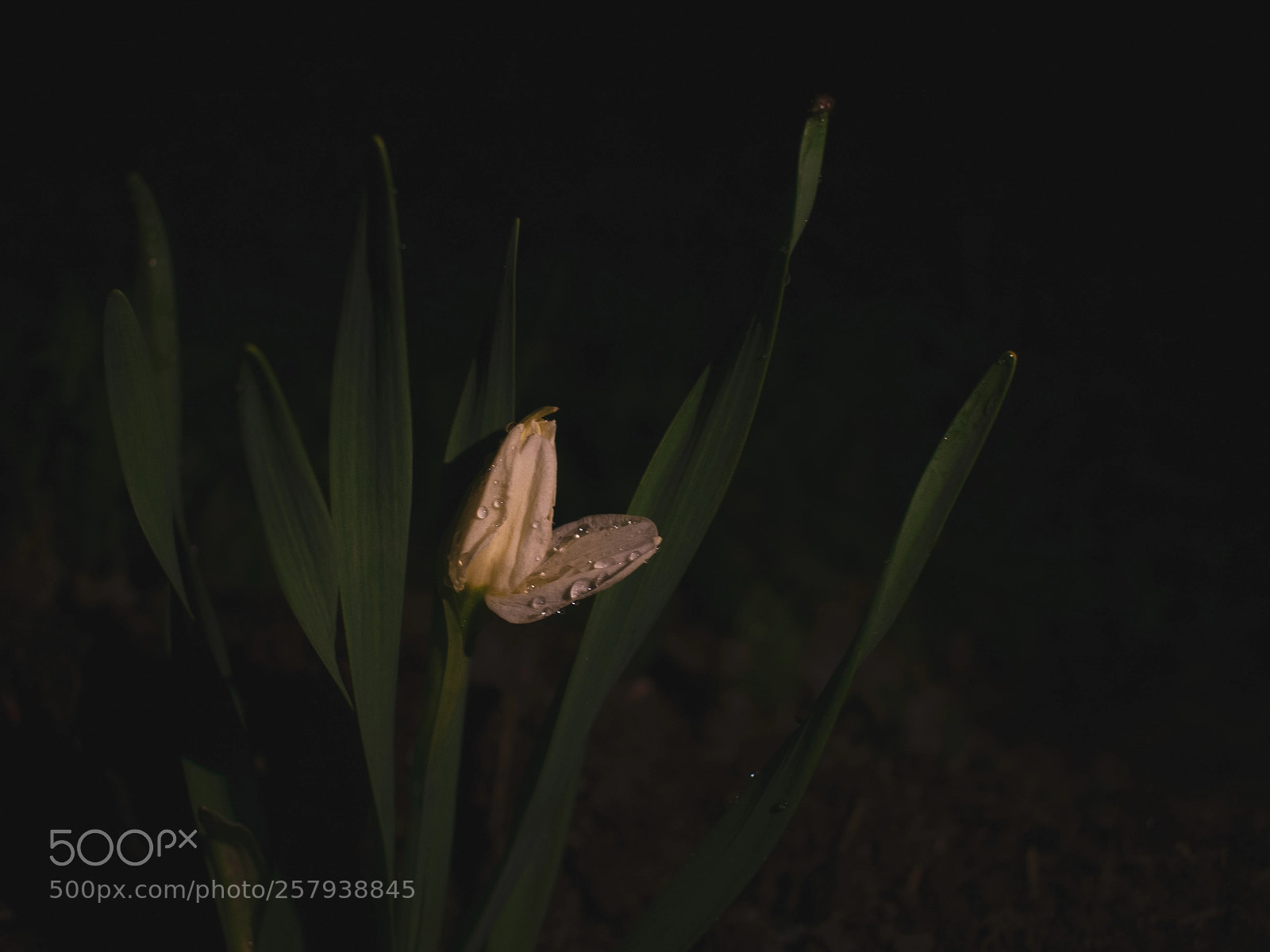 Nikon D3400 sample photo. Nightly beauty photography