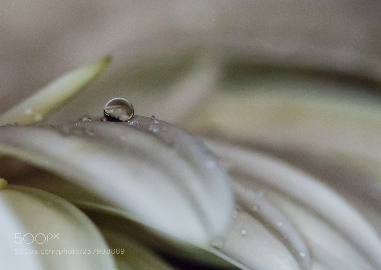 Nikon D70s sample photo. Water pearl photography