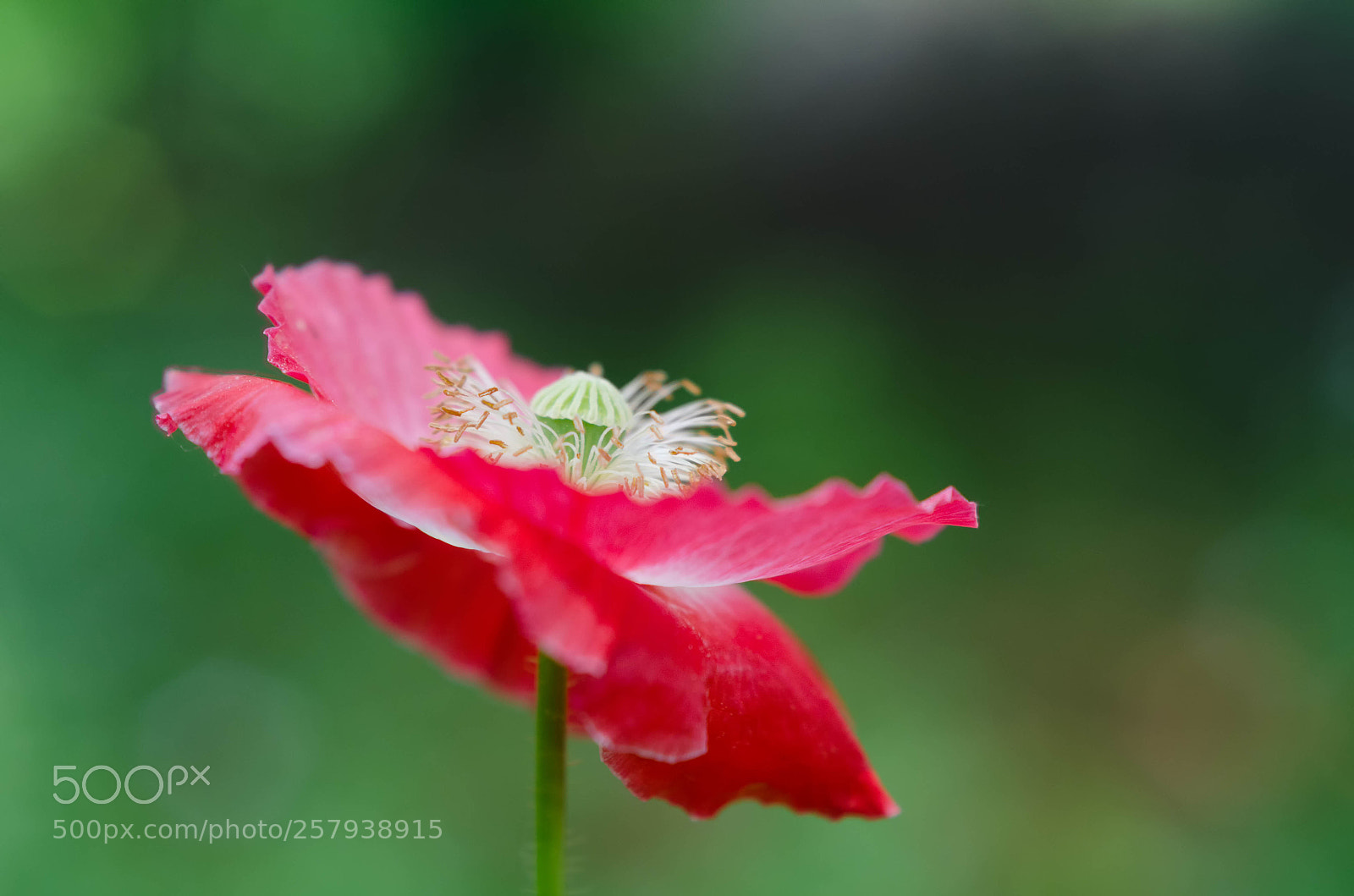 Nikon D7000 sample photo. Irrational design photography