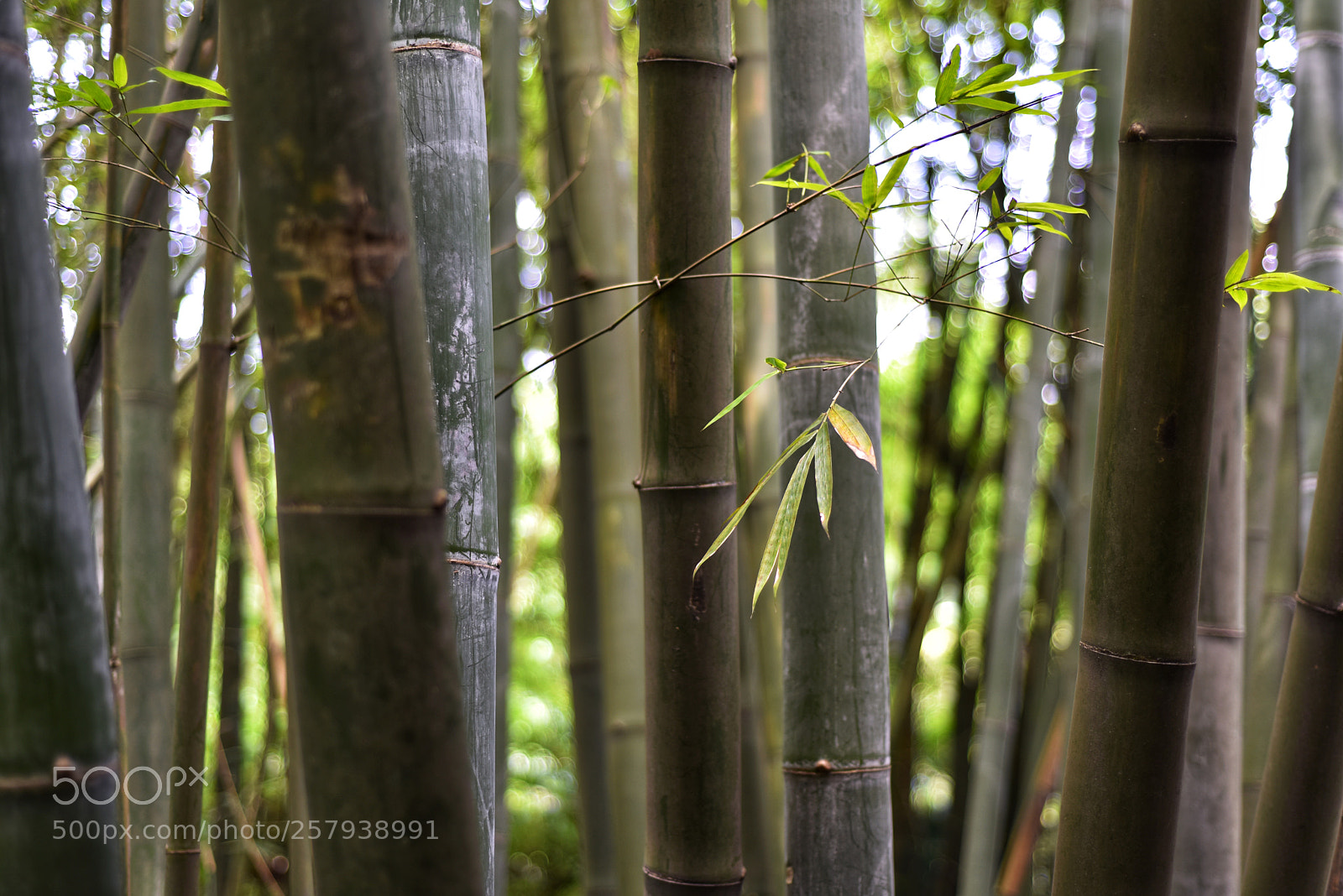 Nikon D810 sample photo. Untitled photography