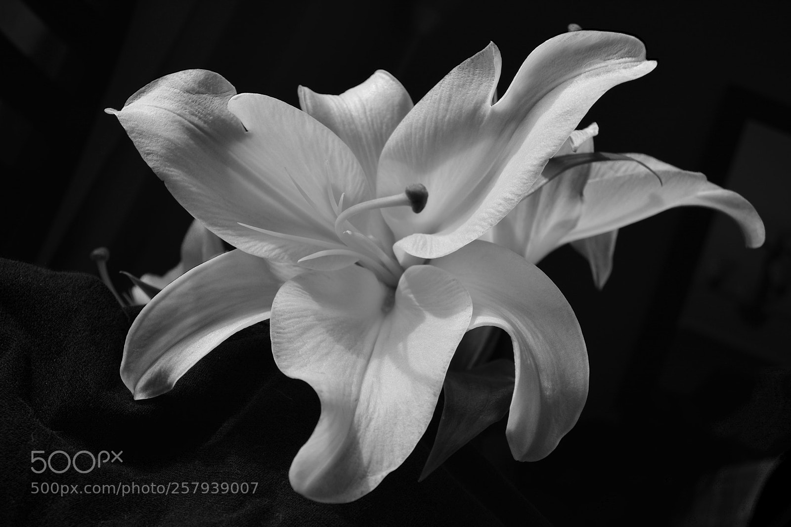 Nikon D5200 sample photo. Oriental lily photography