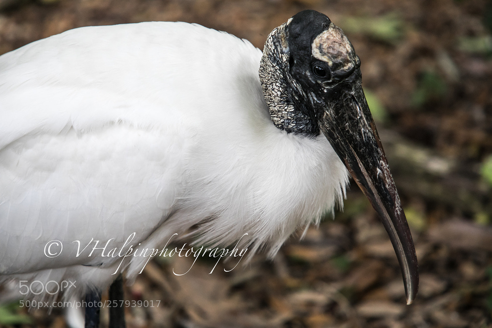 Canon EOS 5D Mark IV sample photo. Wood stork photography