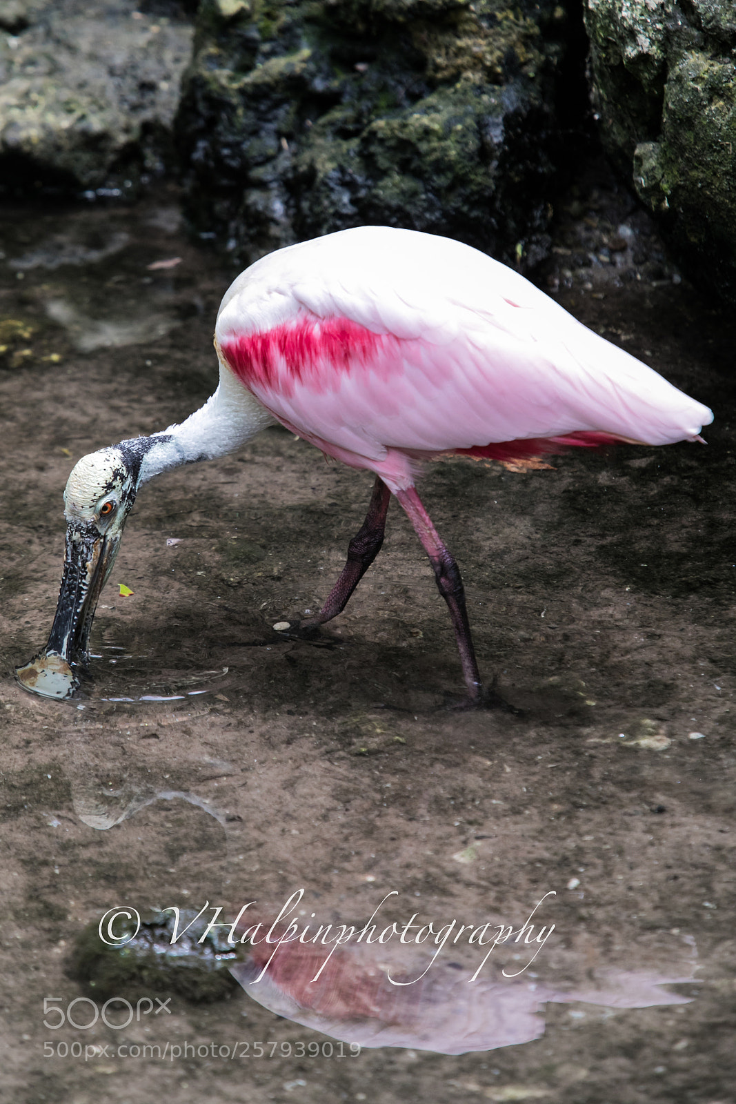Canon EOS 5D Mark IV sample photo. Roseate spoonbill photography