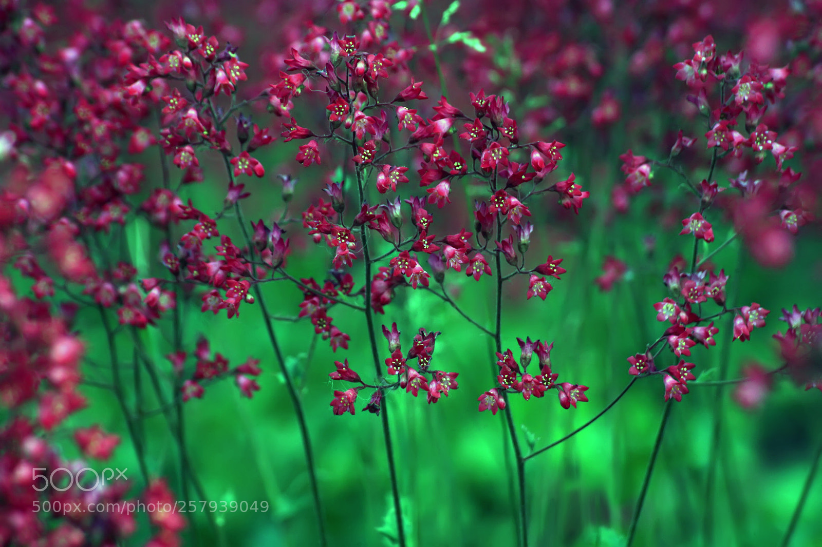 Canon EOS 5D sample photo. Small flowers impression photography