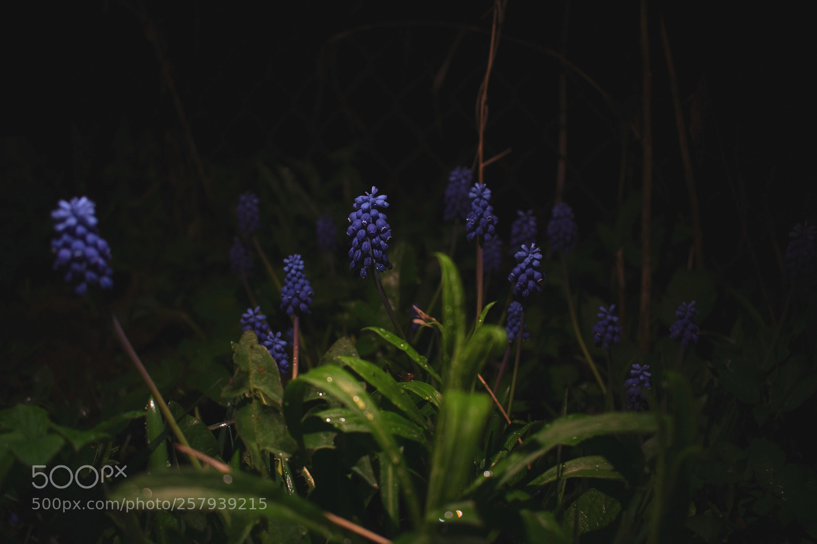 Nikon D3400 sample photo. Little purple forest photography
