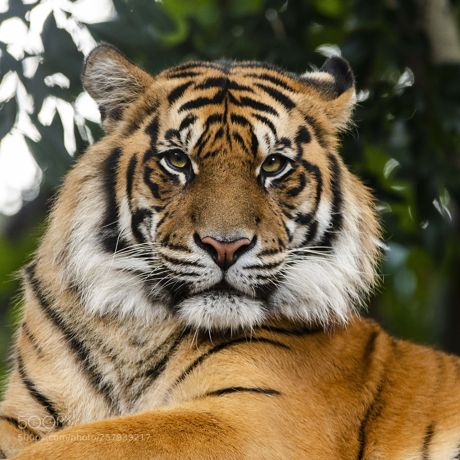 Nikon D7500 sample photo. Hey big cat! photography