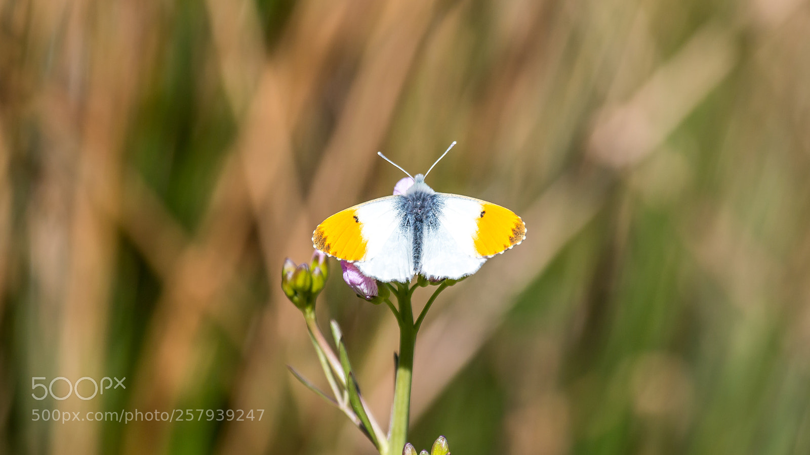 Canon EOS 70D sample photo. Male orange-tip butterfly photography