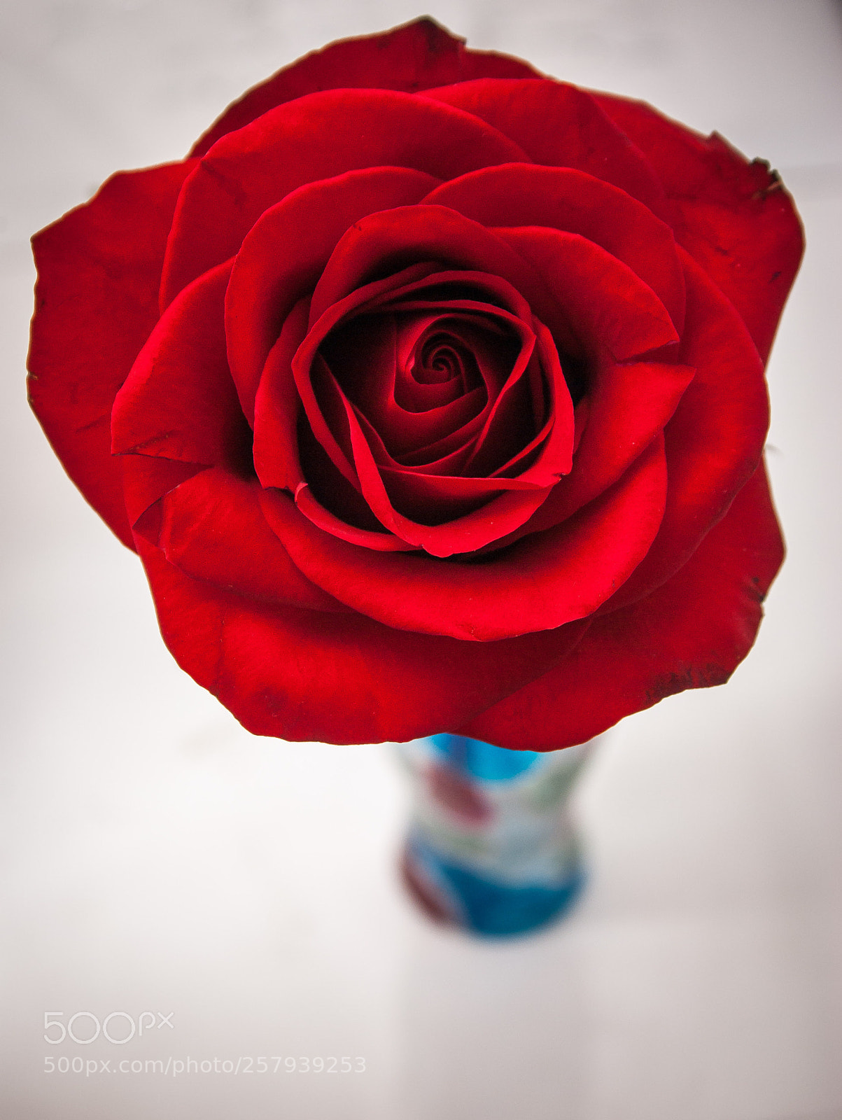Pentax K10D sample photo. Rosa photography