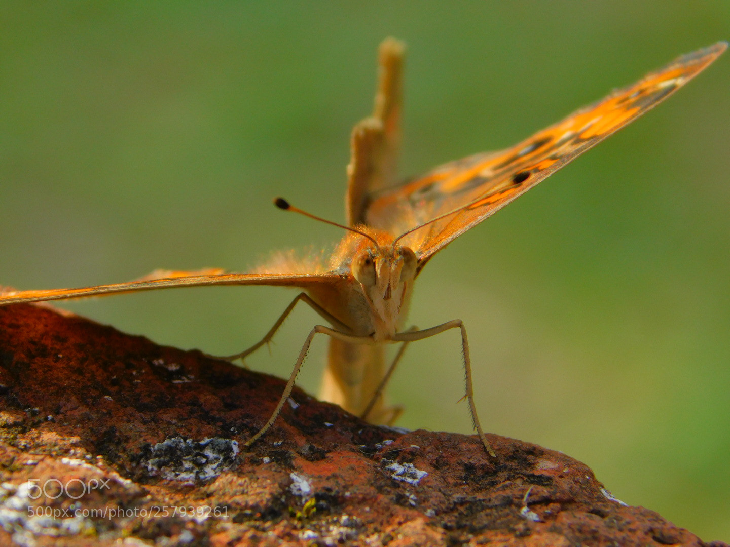 Nikon Coolpix B500 sample photo. Mariposa photography