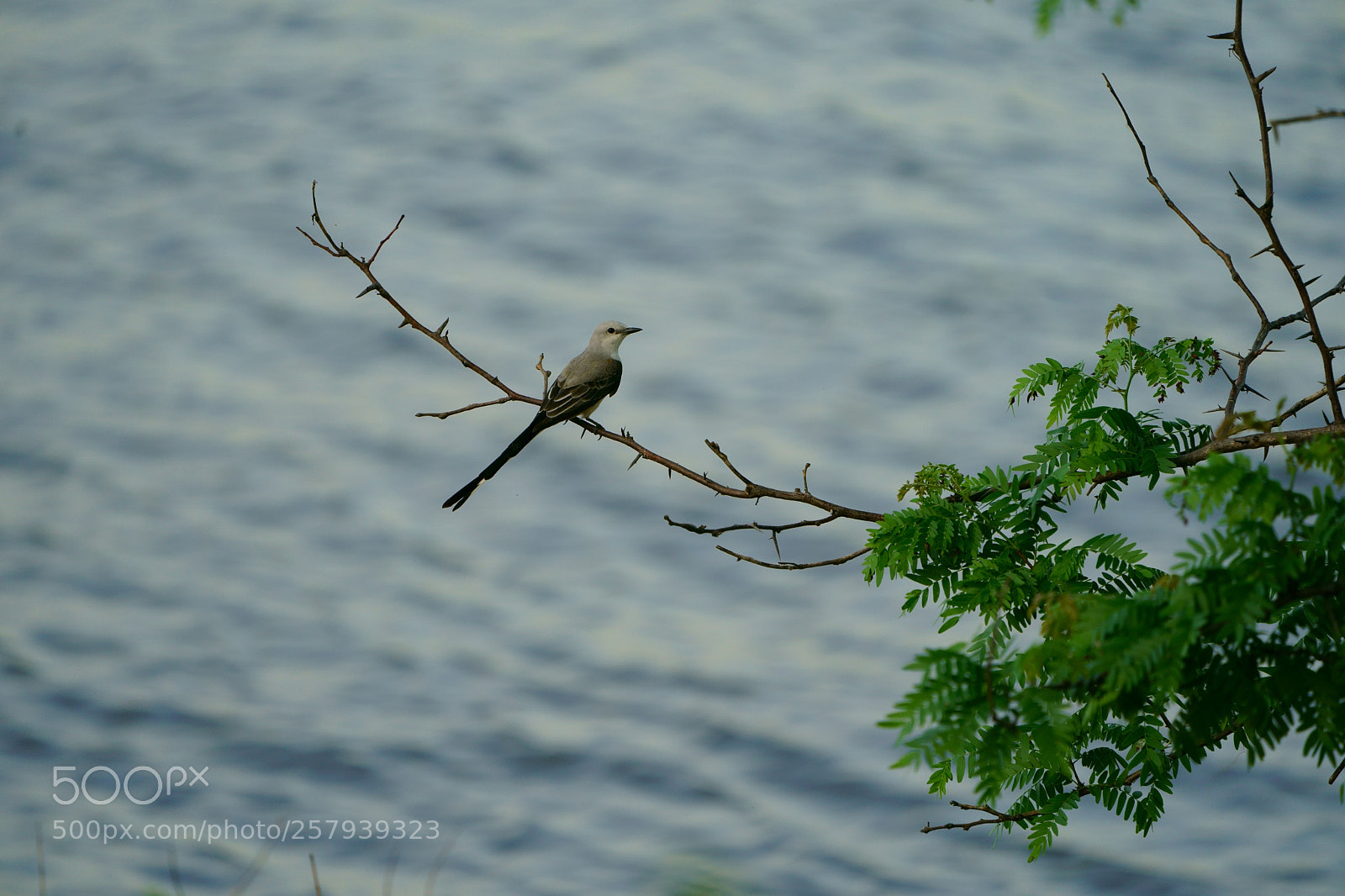 Sony a9 sample photo. Scissor-tailed flycatcher photography