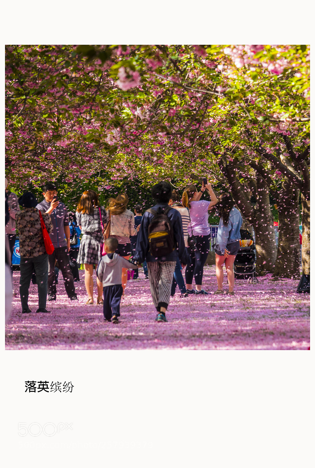 Sony Cyber-shot DSC-RX10 IV sample photo. Sakura raining photography
