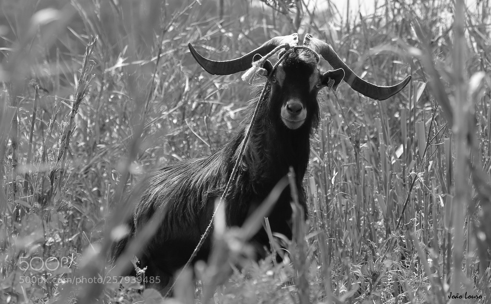Canon EOS 6D sample photo. Chivo photography