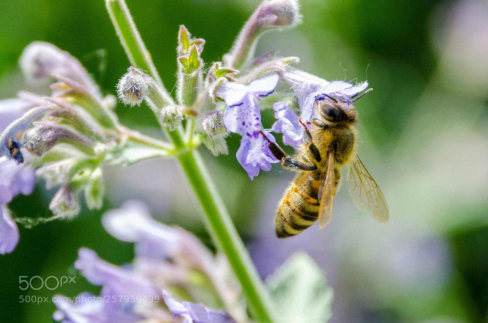 Nikon D7000 sample photo. Biene photography