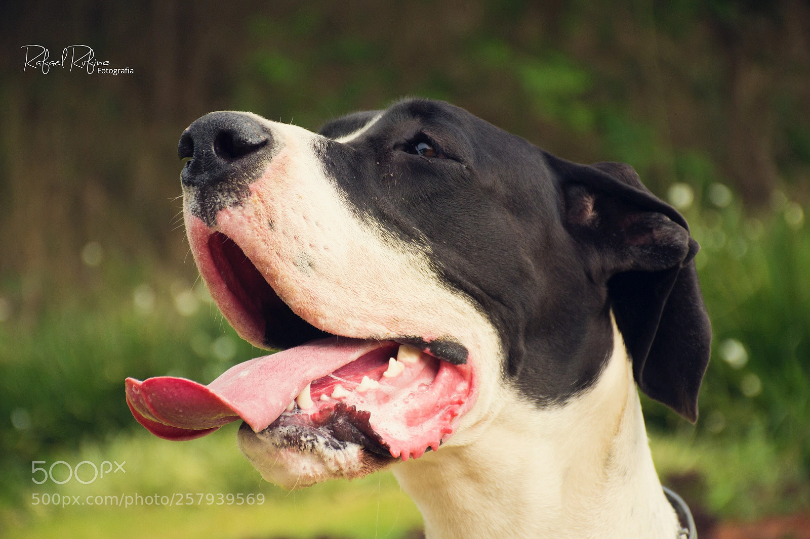 Nikon D3100 sample photo. Jade photography
