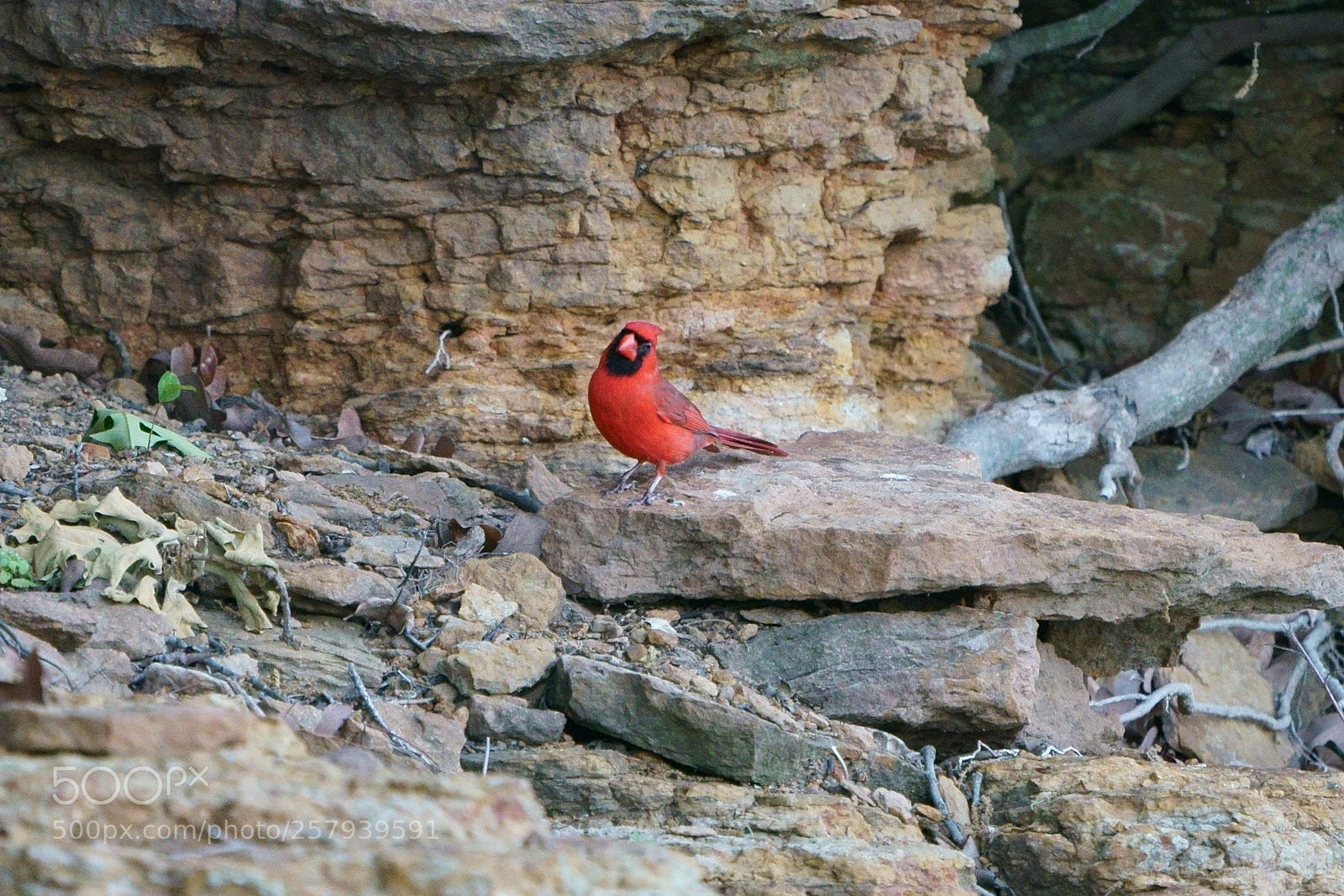 Sony a9 sample photo. Cardinal photography