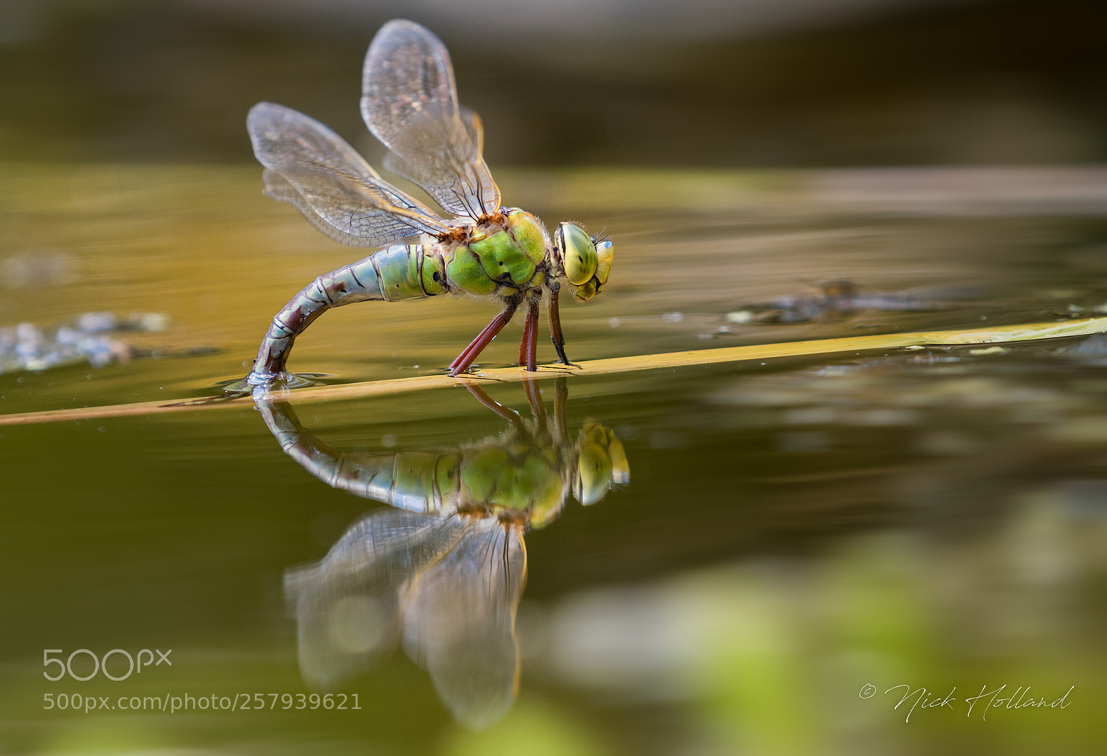 Nikon D500 sample photo. Emperor dragonfly photography
