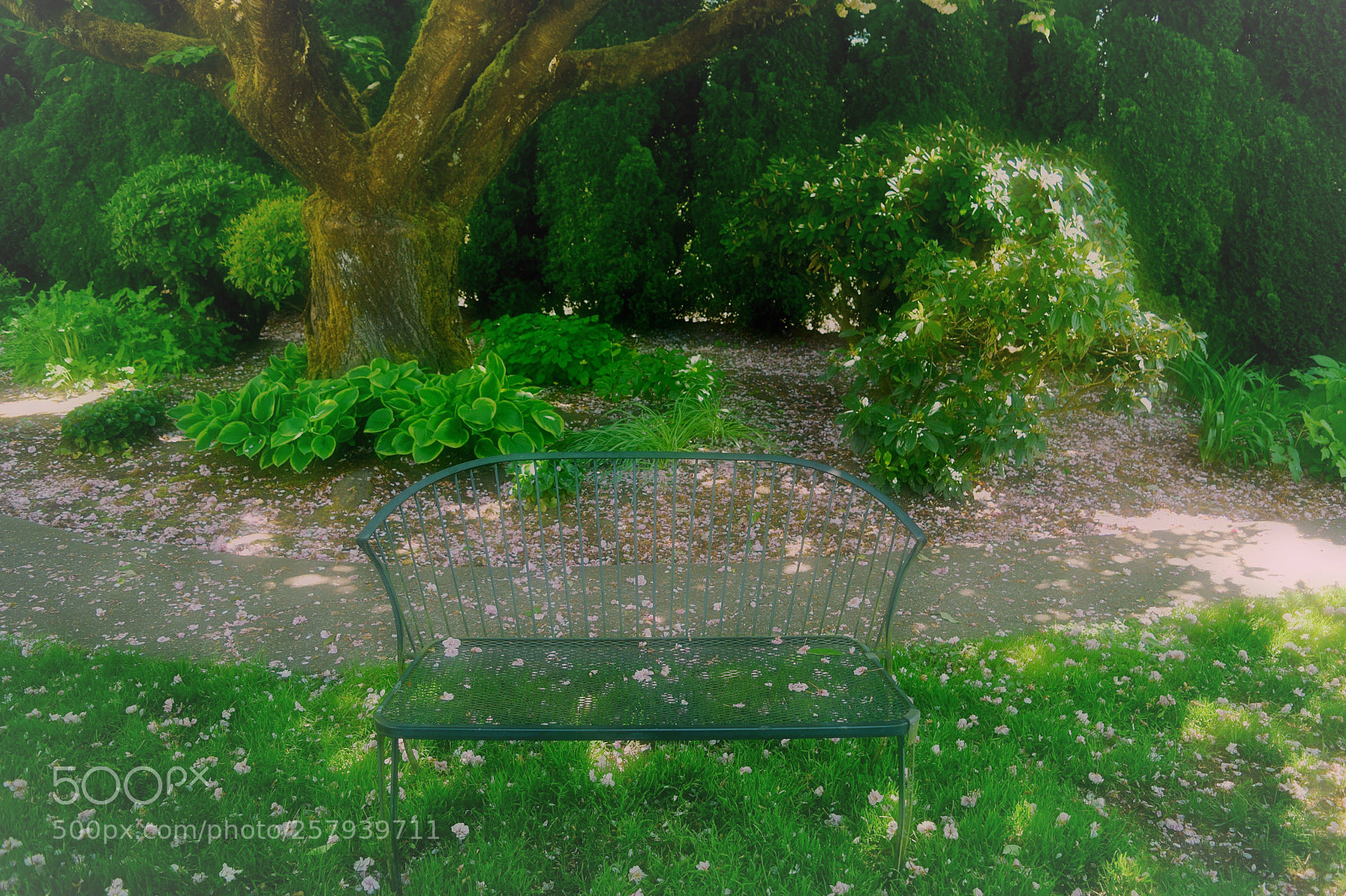 Nikon D3300 sample photo. Garden delight photography