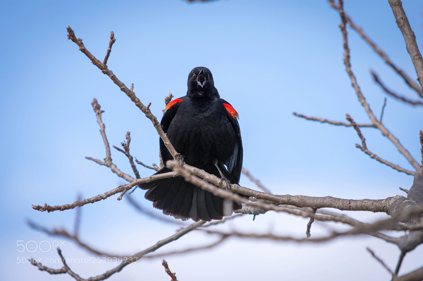Nikon D7200 sample photo. Red-winged blackbird photography