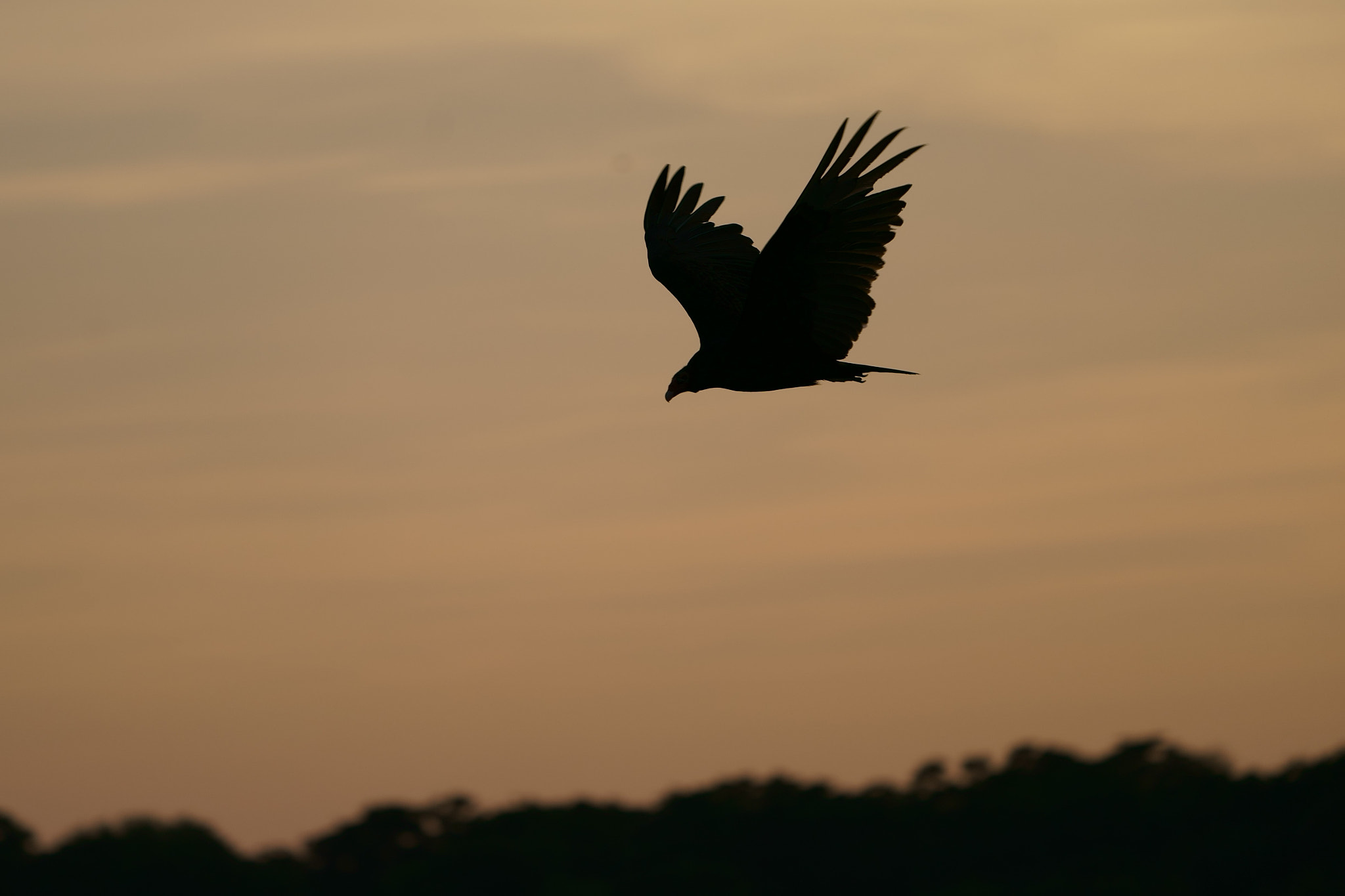 Sony FE 70-300mm F4.5-5.6 G OSS sample photo. Eagle photography