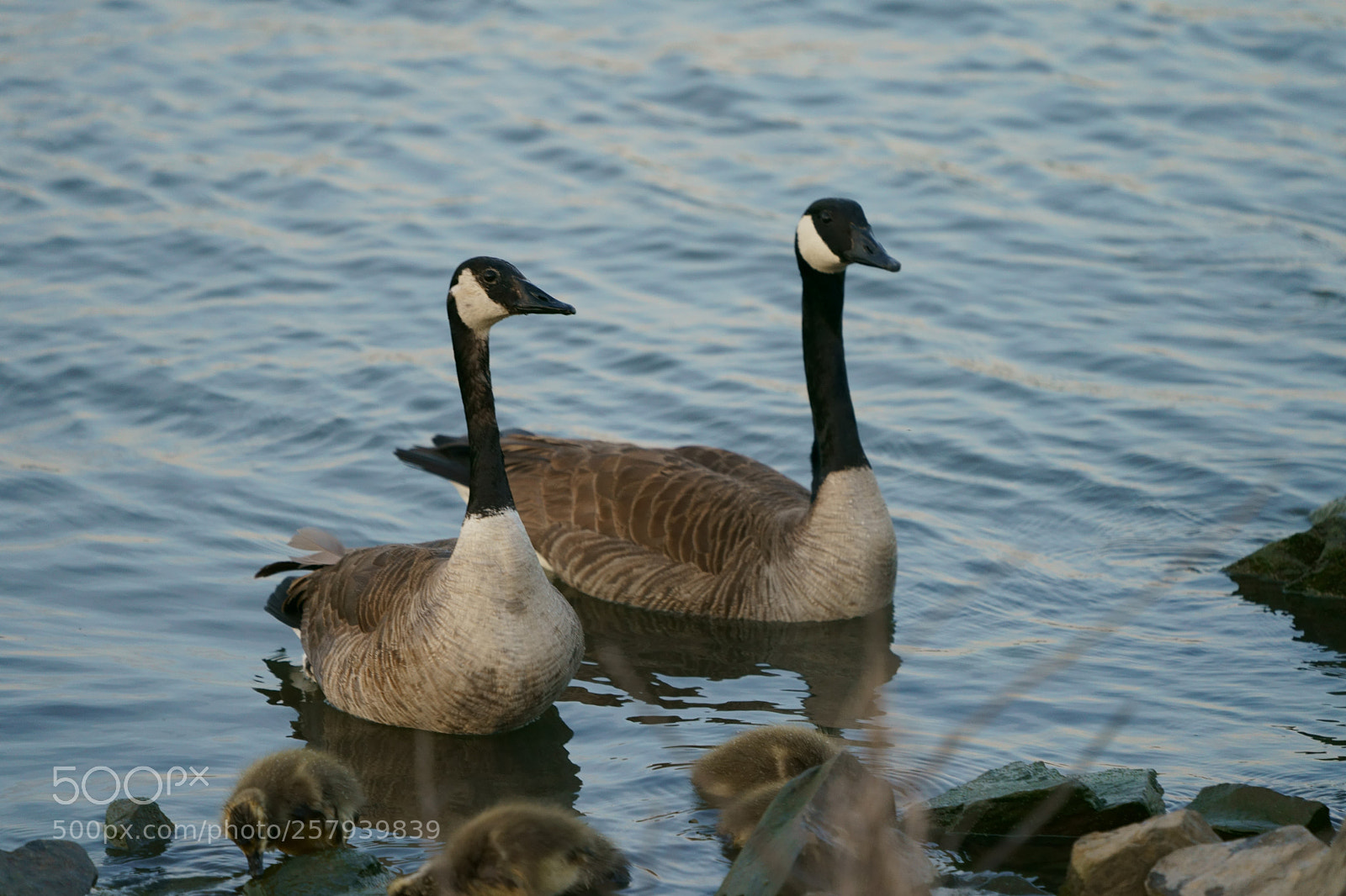 Sony a9 sample photo. Geese photography