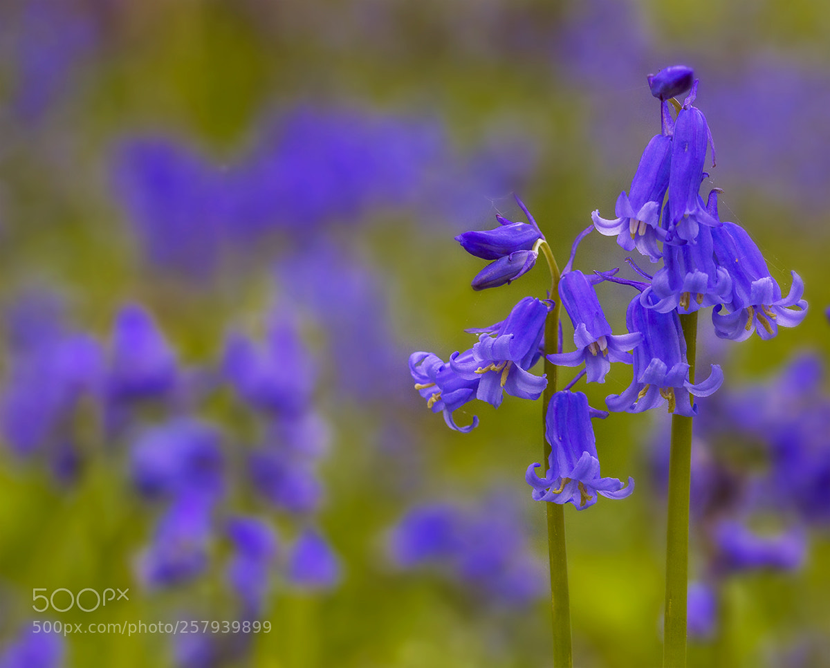 Nikon D3200 sample photo. Spring bluebells photography