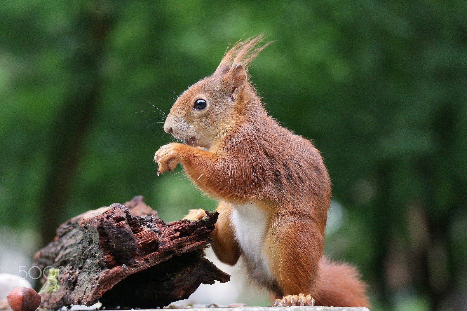 Canon EF-M 55-200mm F4.5-6.3 IS STM sample photo. "sporty" squirrel photography