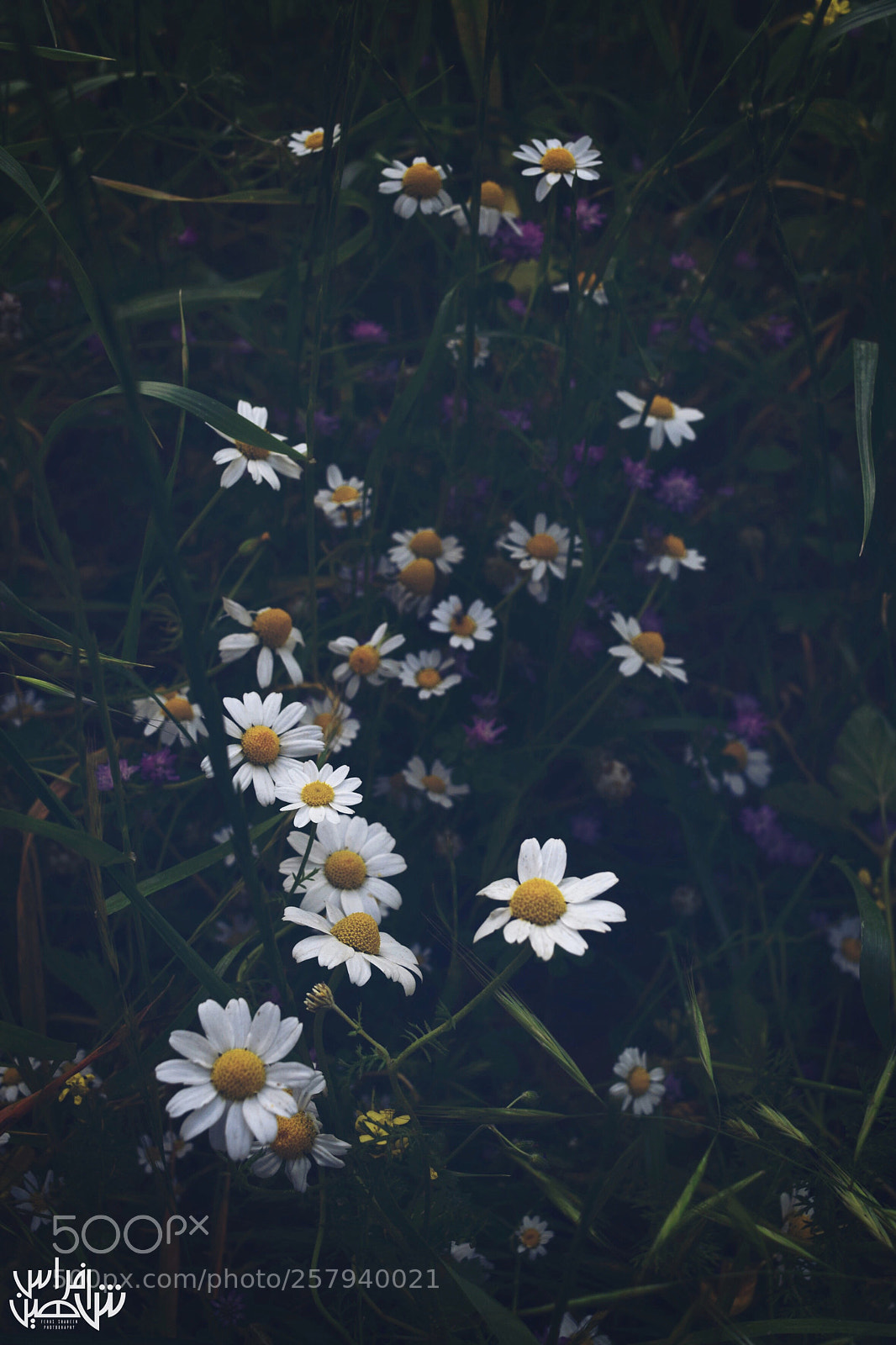 Nikon D5300 sample photo. Untitled photography