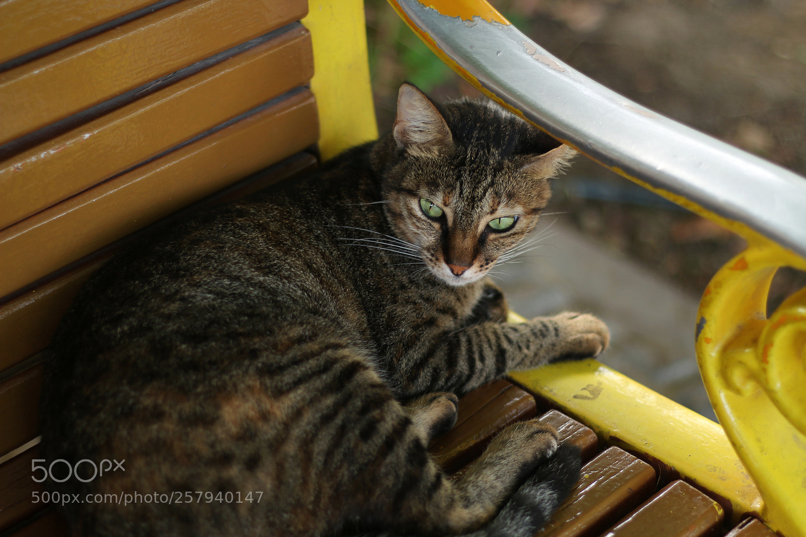 Canon EOS 70D sample photo. Untitled photography