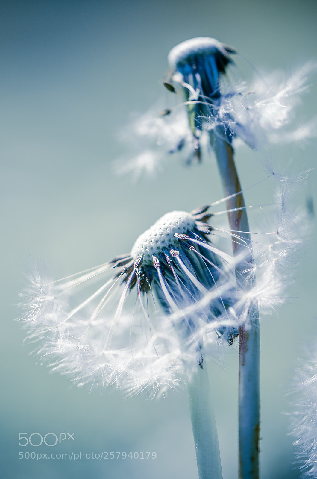 Nikon D7000 sample photo. Dandelion photography