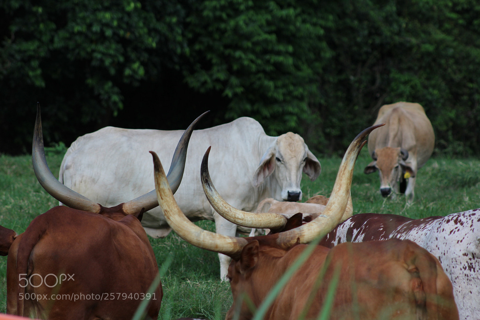 Canon EF 75-300mm f/4-5.6 sample photo. Img photography