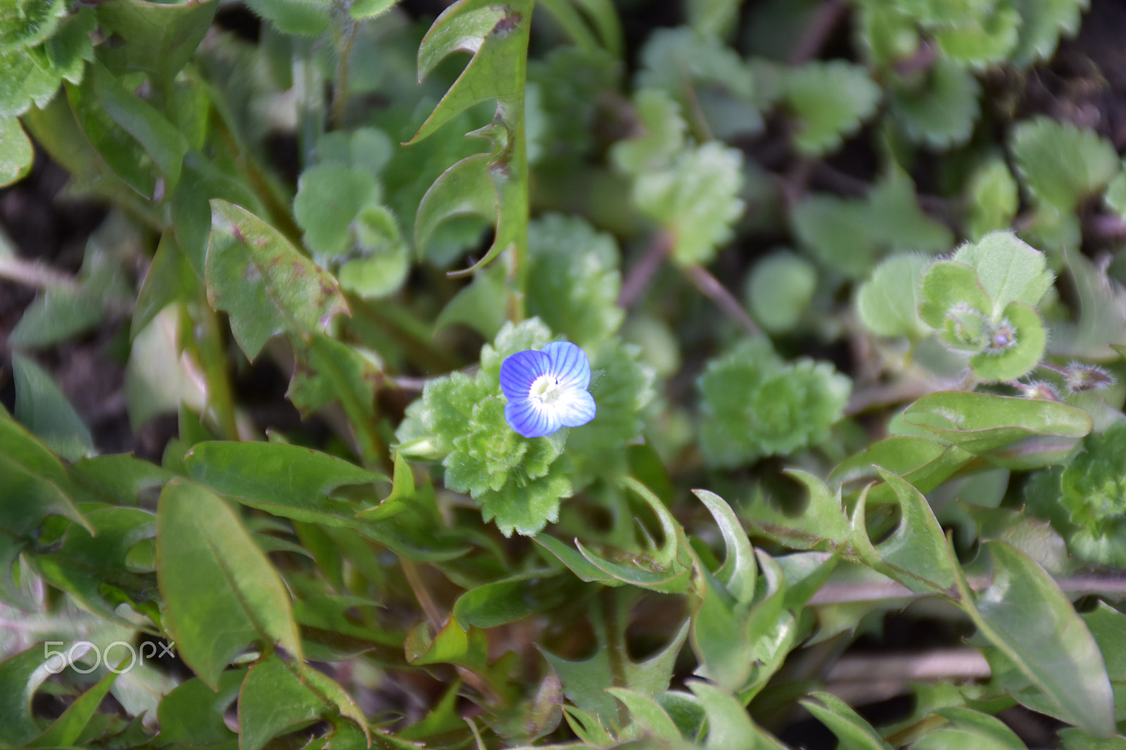 Nikon D7200 sample photo. Blue flower photography