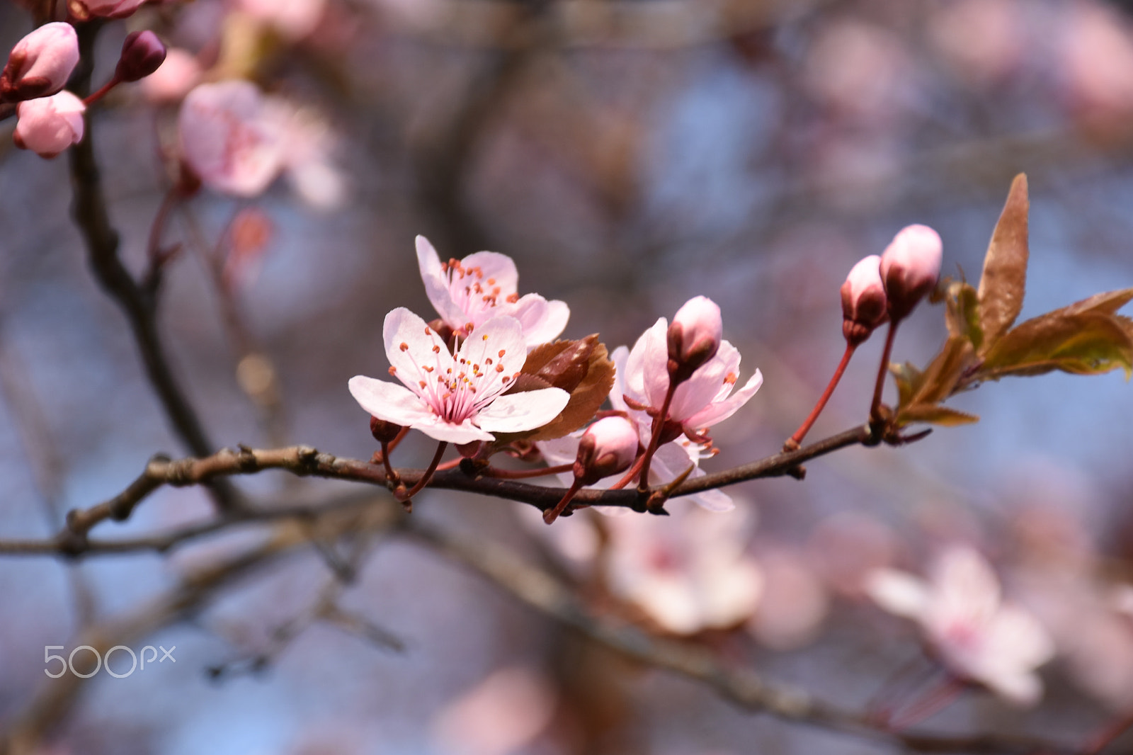 Nikon D7200 sample photo. Cherry blossom photography