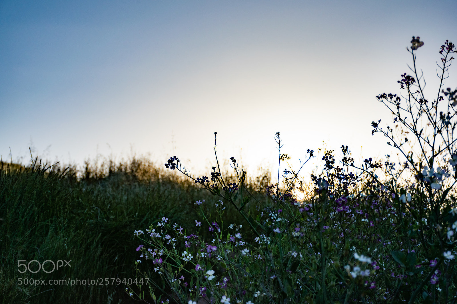 Nikon D5600 sample photo. Flowers and sunset photography